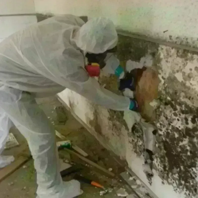 Mold Remediation and Removal in Central Waterford, CT